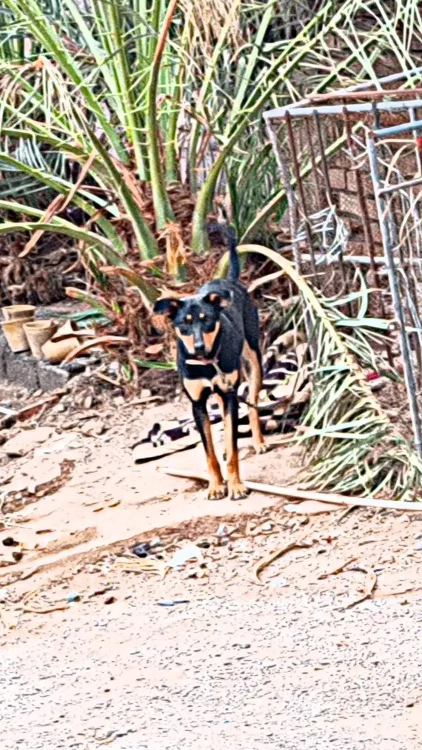 فروشی|سگ|بم, |دیوار