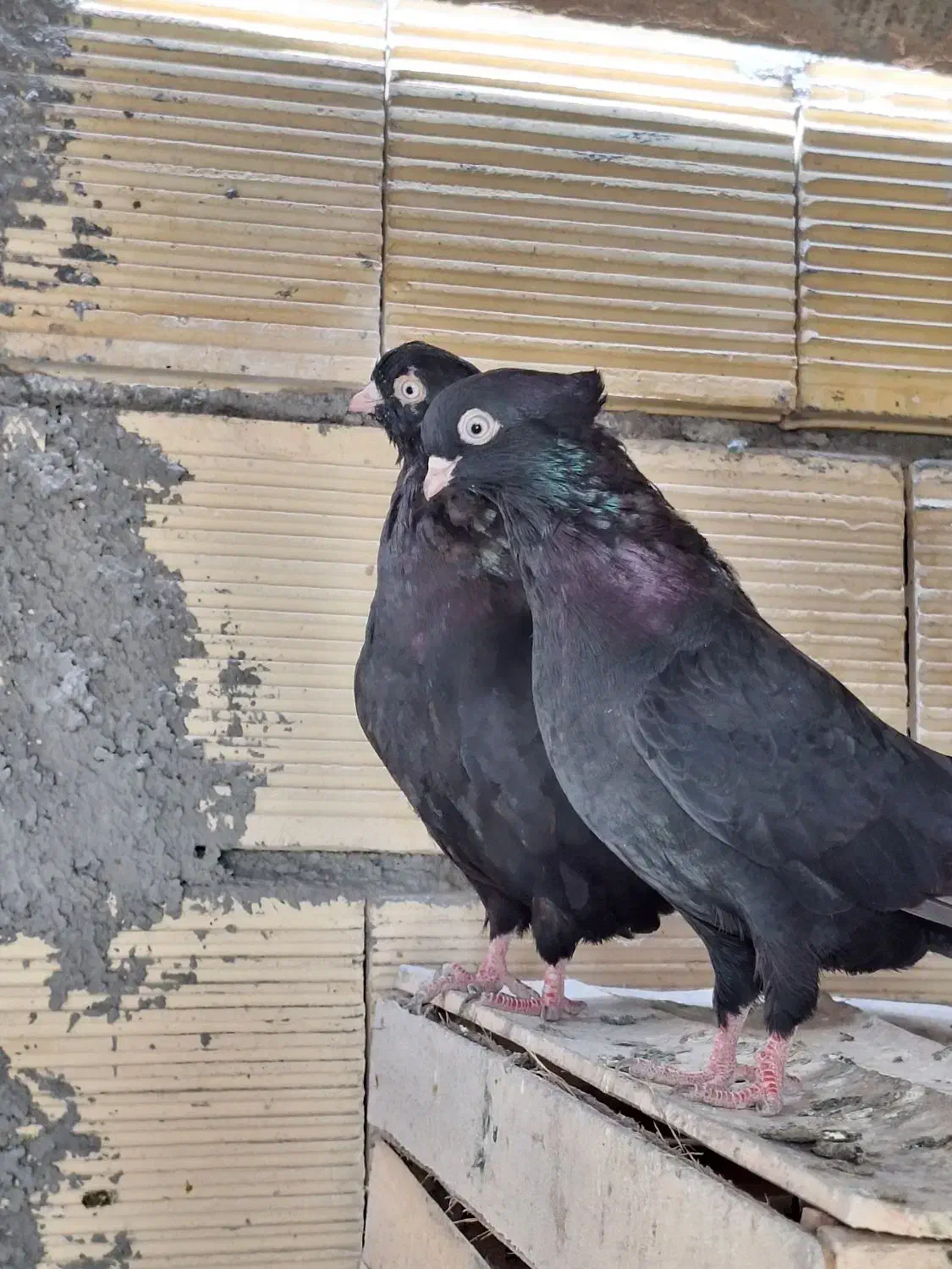 کبوتر زاغ چشم و نوک سفید|پرنده|پیر بکران, |دیوار