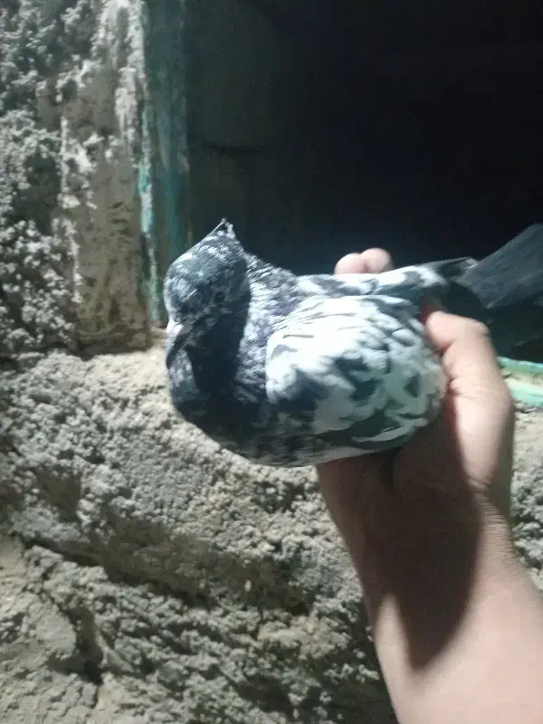 کبوتر|پرنده|بوئین و میاندشت, |دیوار