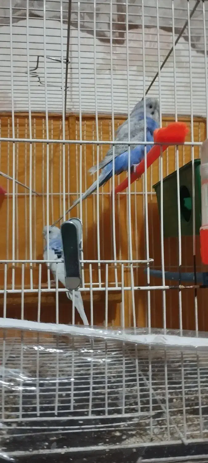 مرغ عشق|پرنده|مشهد, عبادی|دیوار