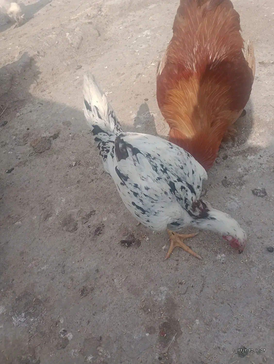 مرغ لاری چیل اس|حیوانات مزرعه|قائم‌شهر, |دیوار