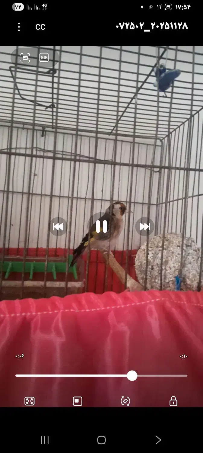 کمبود وقت 3 تارو باهم،با بره هم معاوضه|پرنده|ابهر, |دیوار