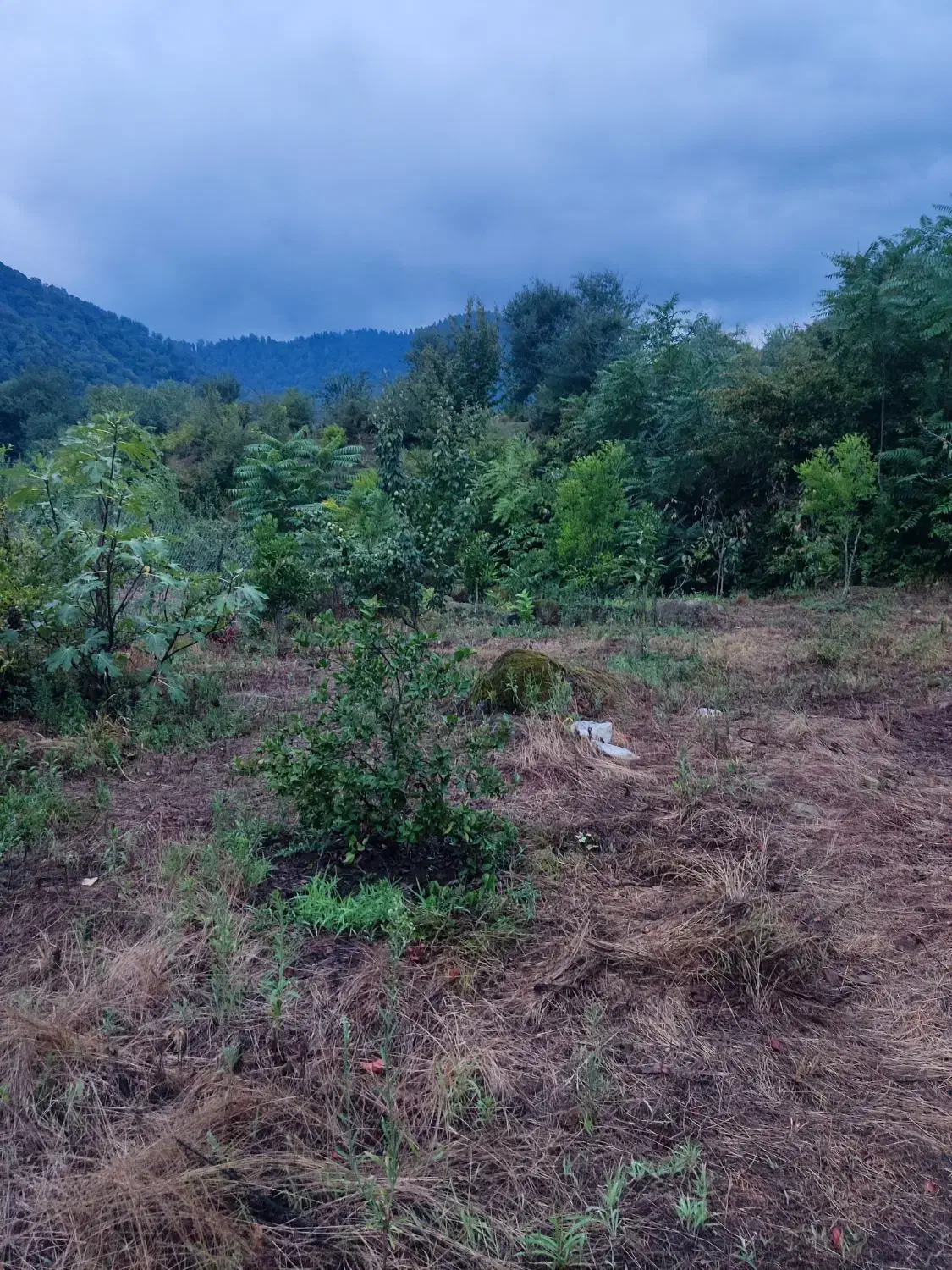 636متر زمین ویلایی مسکونی در شیرآباد|فروش زمین و ملک کلنگی|حویق, |دیوار