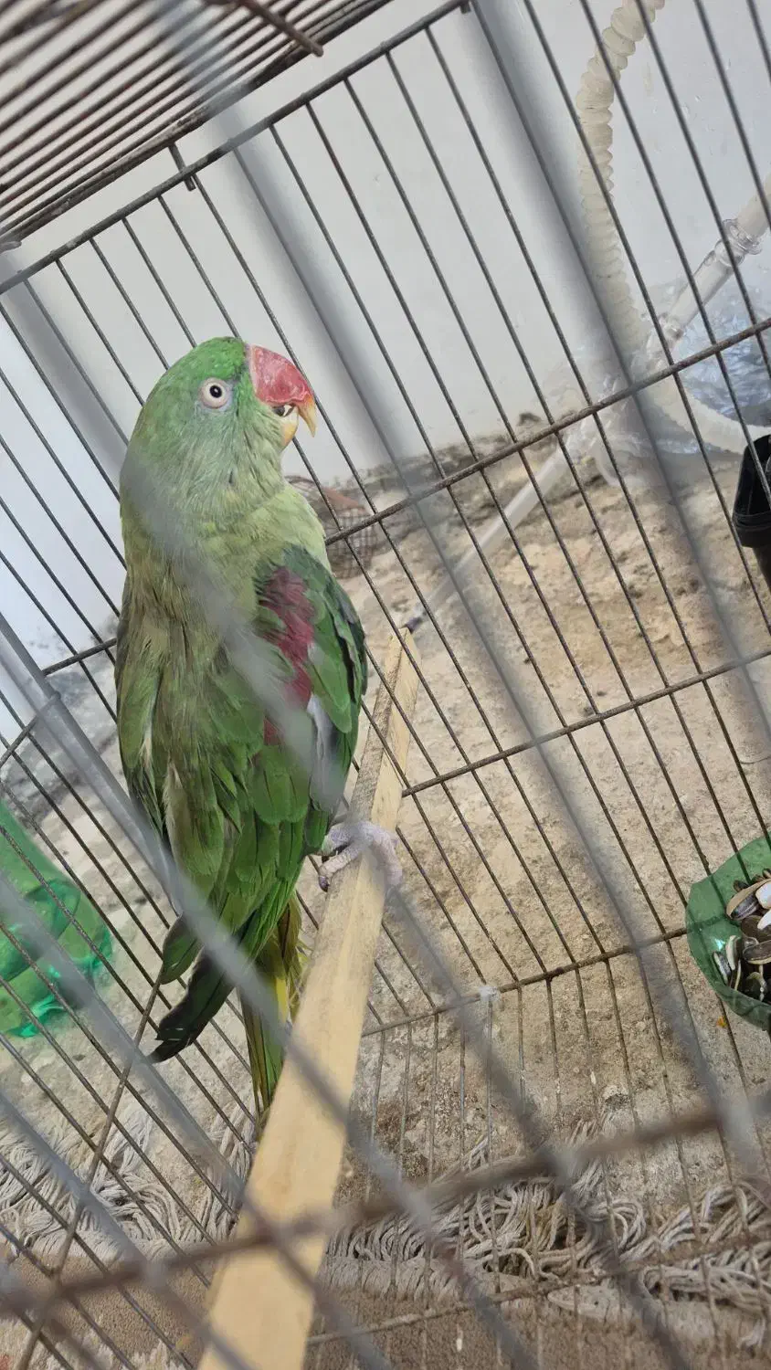 جوجه شاه طوطی و عروس مولد|پرنده|رباط‌کریم, وهن آباد|دیوار