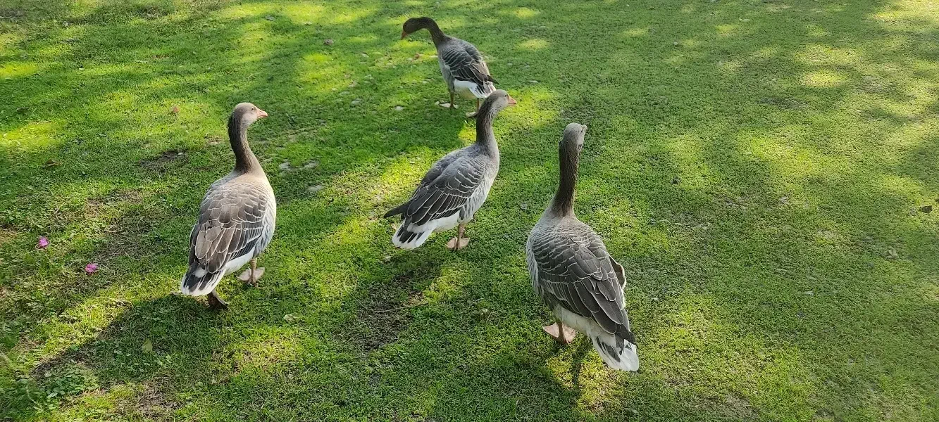 غاز نمایی زیرقیمت|حیوانات مزرعه|فومن, |دیوار