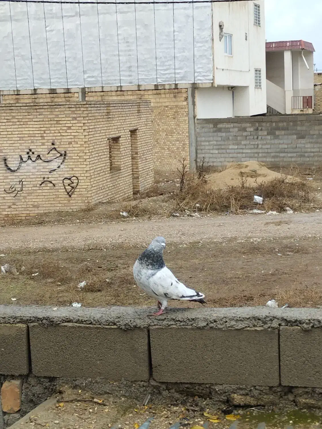 کبوتر|پرنده|کلاله, |دیوار