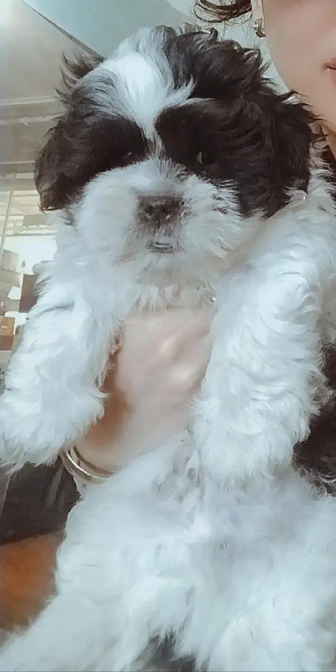 توله شیتزومالتیزعروسکی نر|سگ|رشت, جانبازان|دیوار