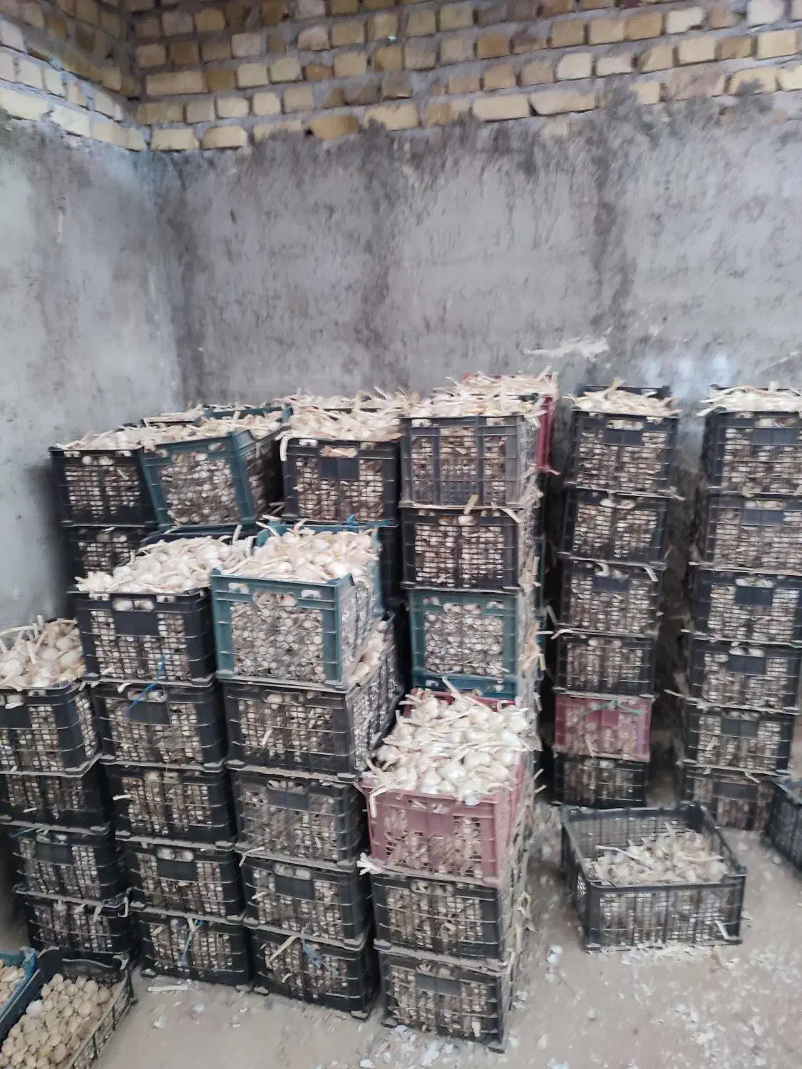 فروش سیر بذری همدان|عمدهفروشی|الوند, |دیوار