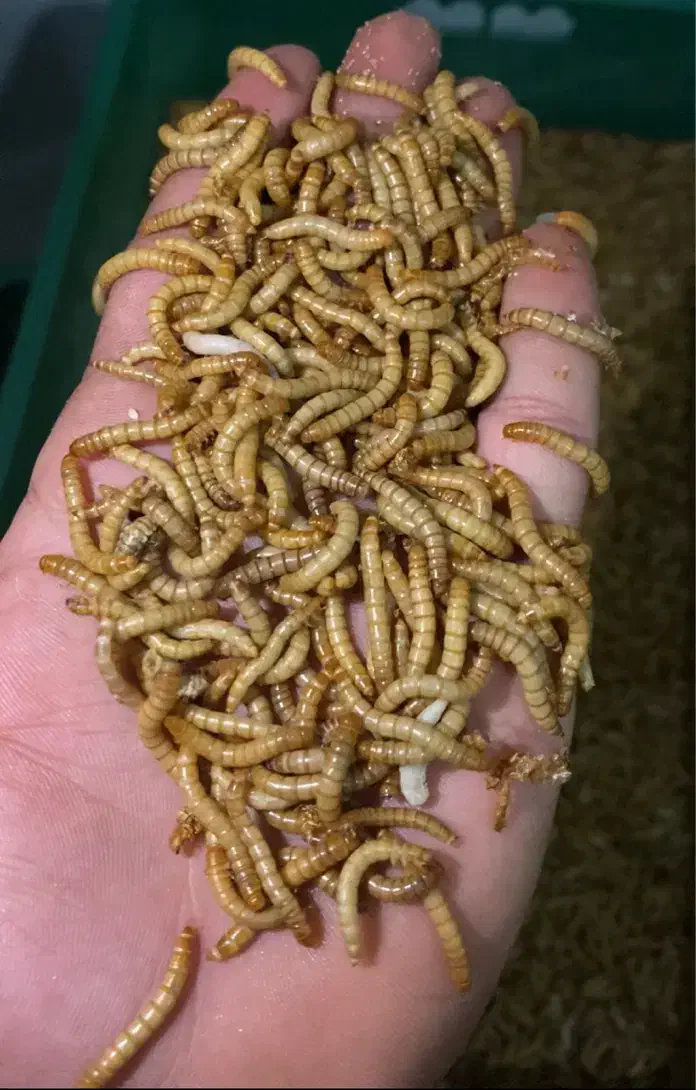 کرم میلورم،پرورش کرم میلورم|لوازم جانبی حیوانات|کاشان, شمس آبادی|دیوار