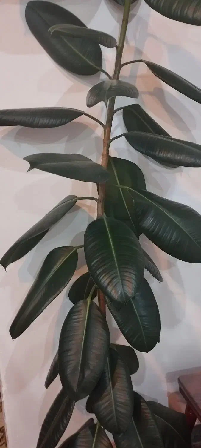 گل فیکوس|گل و گیاه طبیعی|مشگین شهر, |دیوار