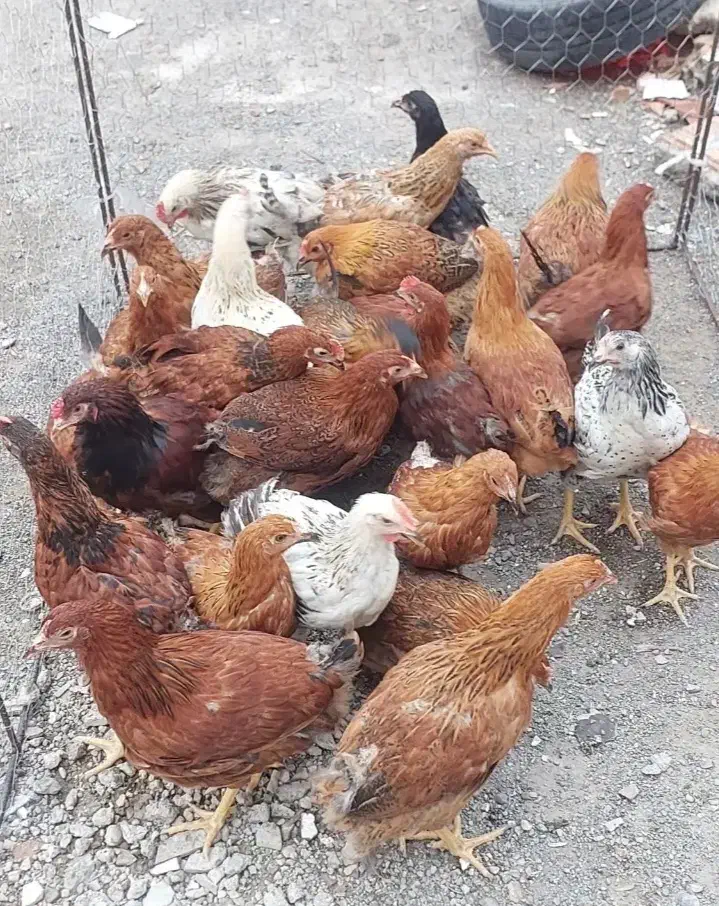 دوتک جوجه|حیوانات مزرعه|نجف‌آباد, هفده شهریور|دیوار