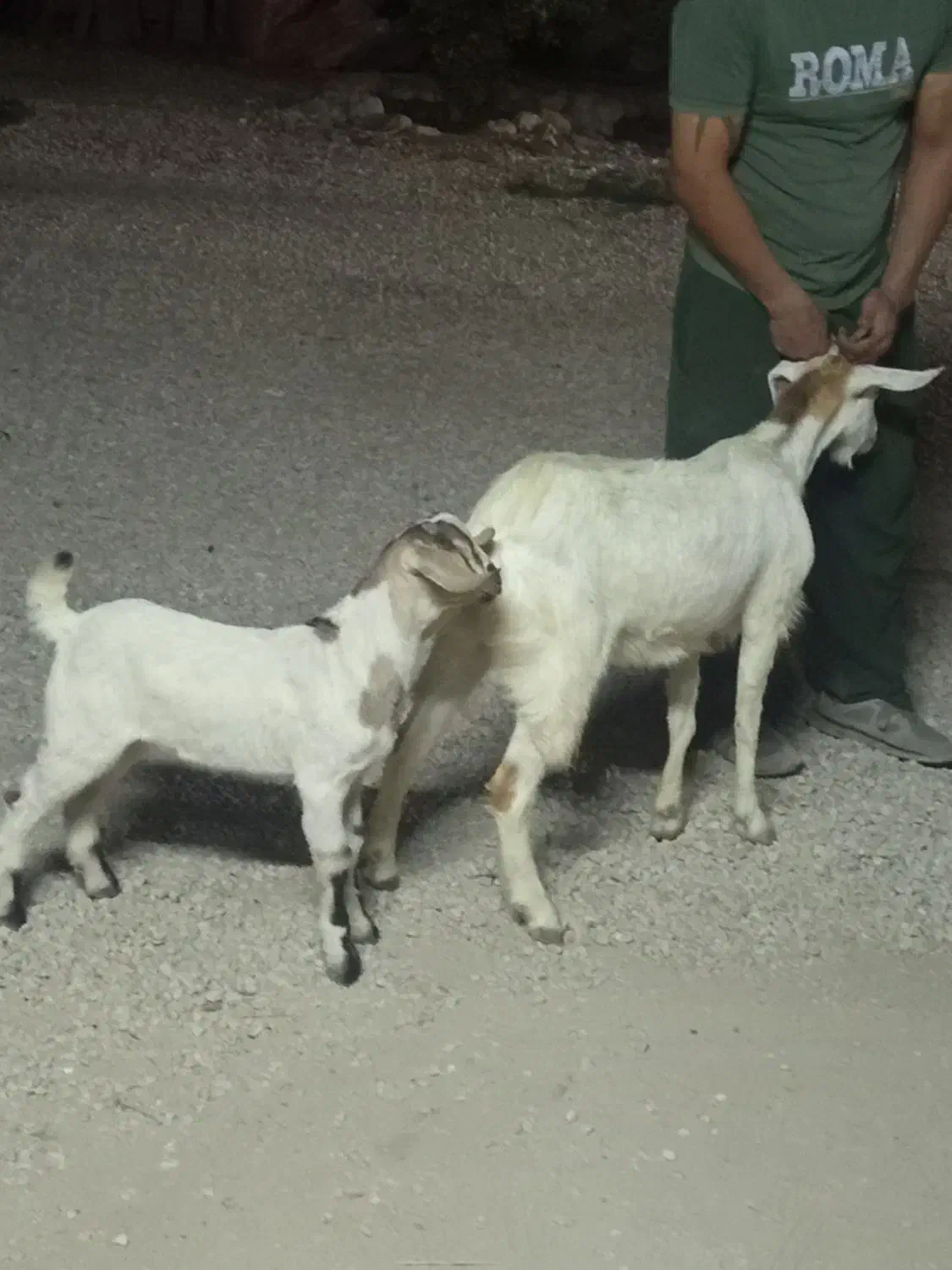 بز با کهره|حیوانات مزرعه|اشکنان, |دیوار