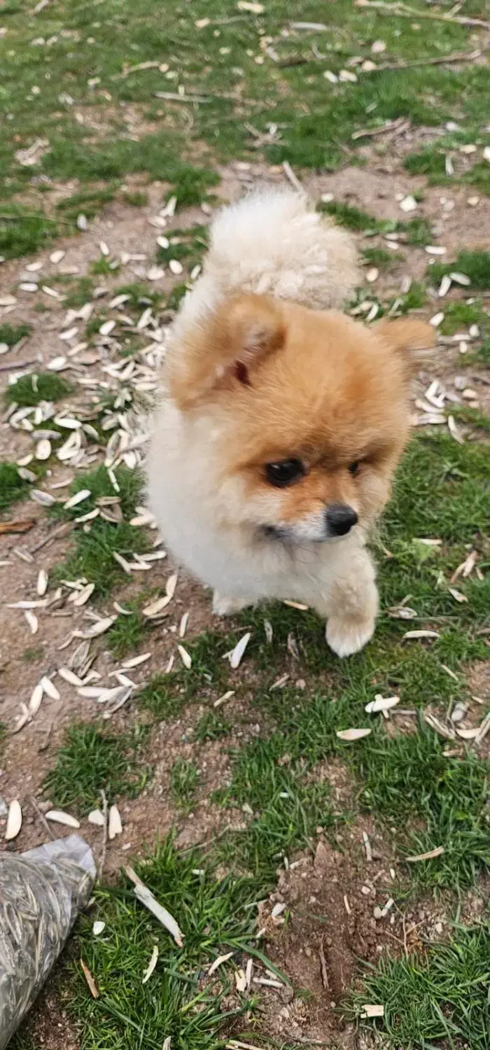 پامرین|سگ|تهران, شهرآرا|دیوار