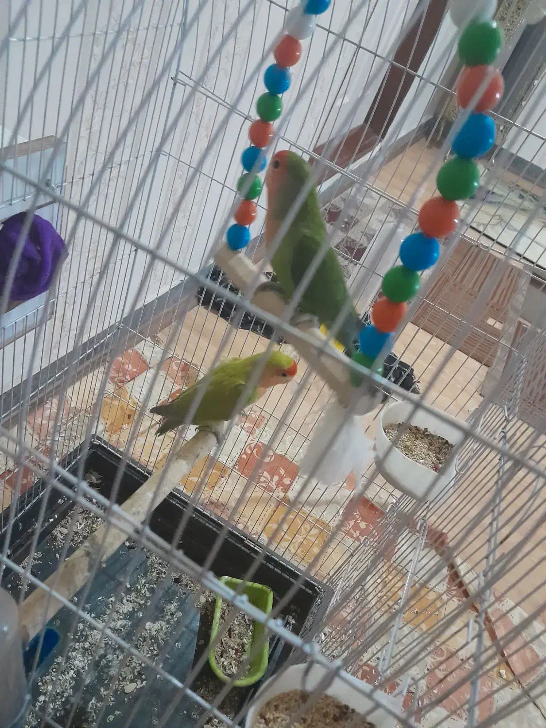 طوطی برزیلی|پرنده|شاهین دژ, |دیوار