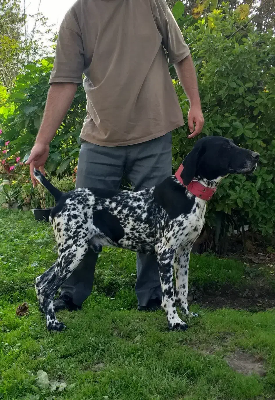 سگ نر شکاری آلمانی اصیل|خدمات پیشه و مهارت|گوراب زرمیخ, |دیوار