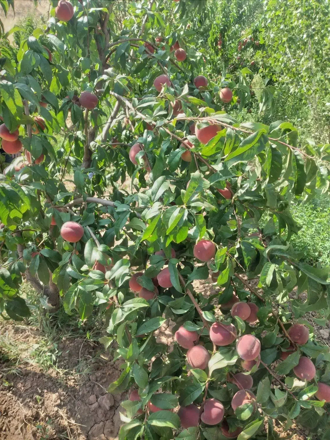 باغ ویلا خانه|فروش خانه و ویلا|خواجه, |دیوار