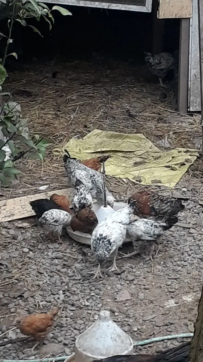 فروش تعدادی نیمچه مرغ و خروس. زنگ فقط|حیوانات مزرعه|سنگر, |دیوار