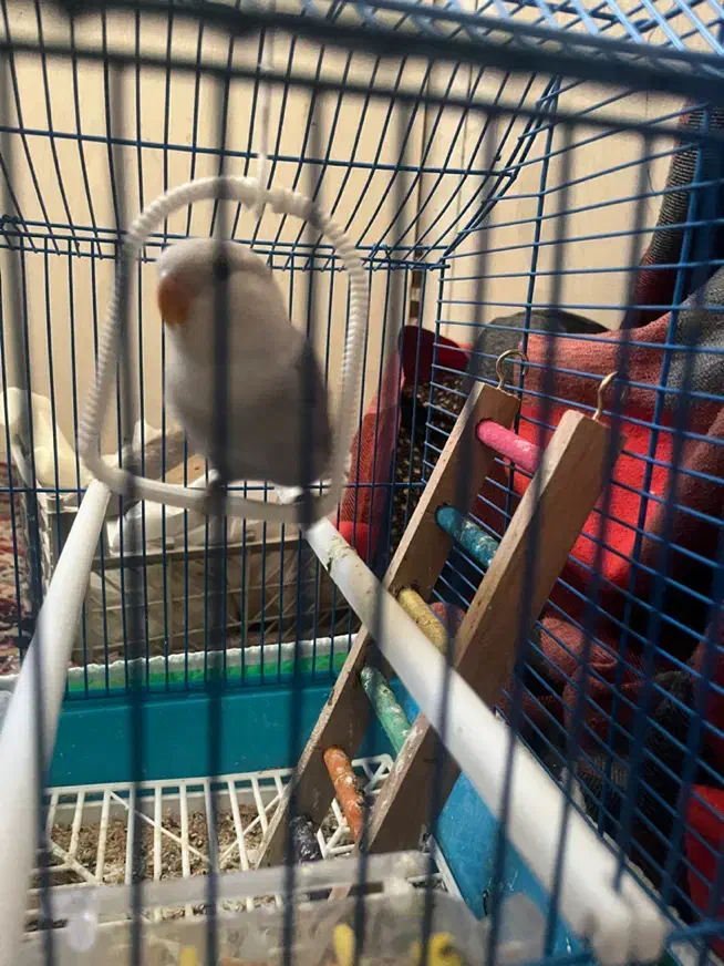 کوتوله|پرنده|یزد, |دیوار