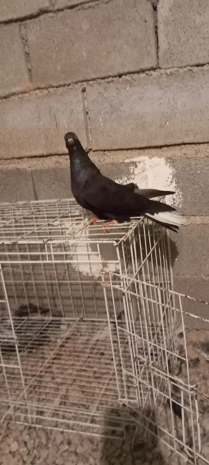 کفتر لوت|پرنده|چمران, |دیوار