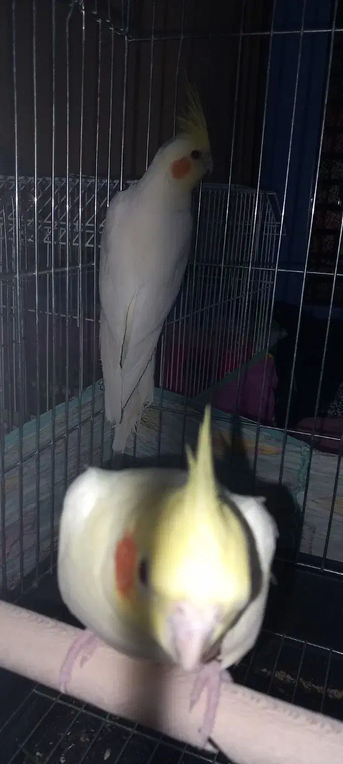 جفت عروس هلندی لوتینو|پرنده|امیدیه, |دیوار