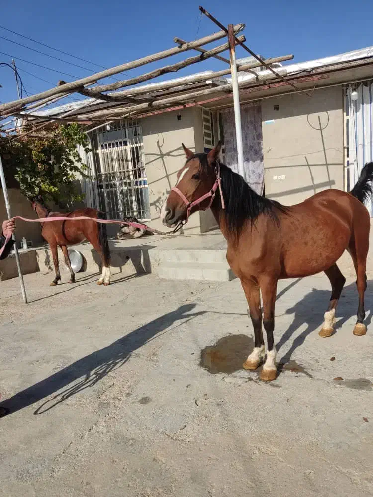 فروش یا معاوضه اسب مادیون دره‌شوری با نریونش|اسب و تجهیزات اسب‌سواری|مرودشت, مسجد رسول‎|دیوار