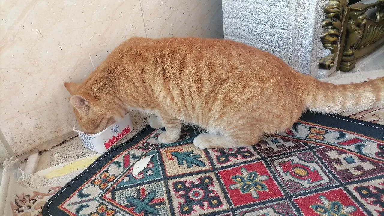 گربه  خانگی گمشده|حیوانات|محمدیه-قزوین, |دیوار