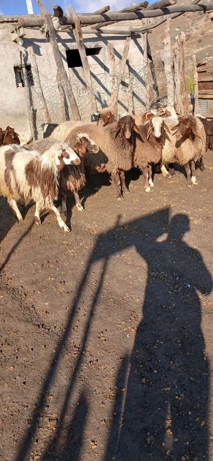 بره چاق|حیوانات مزرعه|کوهدشت, |دیوار