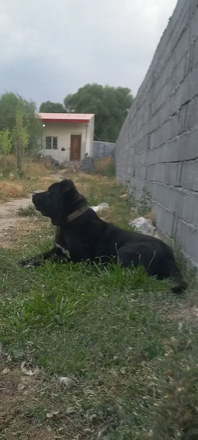 سگ سرابی|سگ|اردبیل, |دیوار