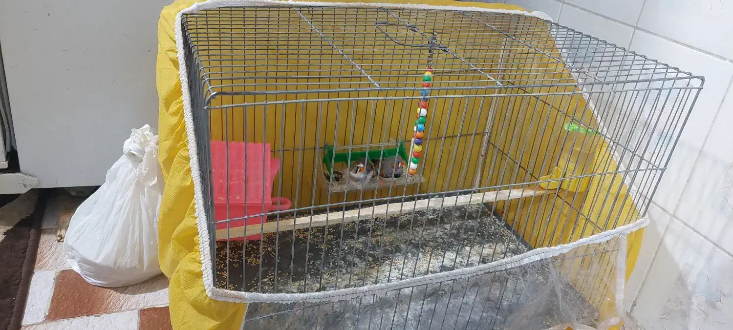 فروش فوری پرنده فنچ|پرنده|ساری, |دیوار