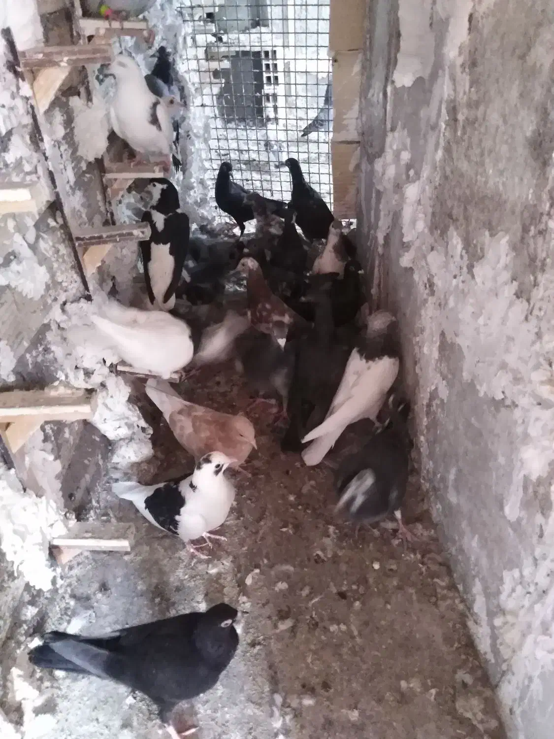 کفتر شهرستانی|پرنده|مشهد, چهارچشمه|دیوار