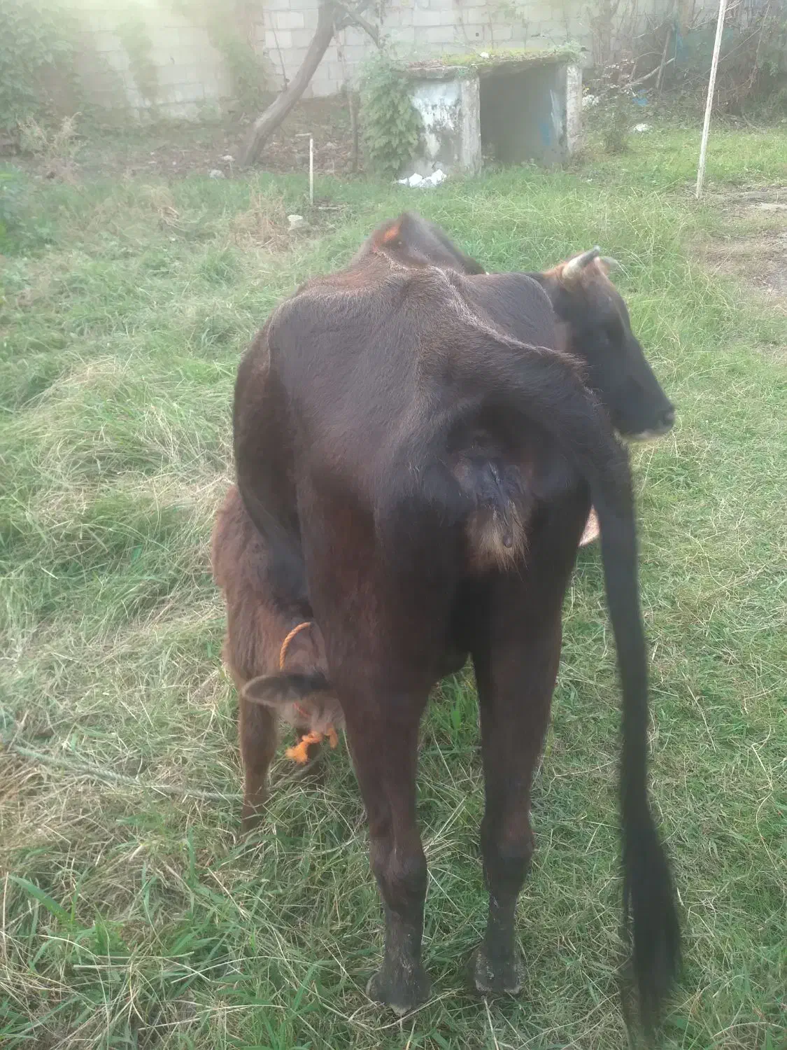 گاو جوان اولین گوساله ۶۸|حیوانات مزرعه|رضوانشهر, |دیوار