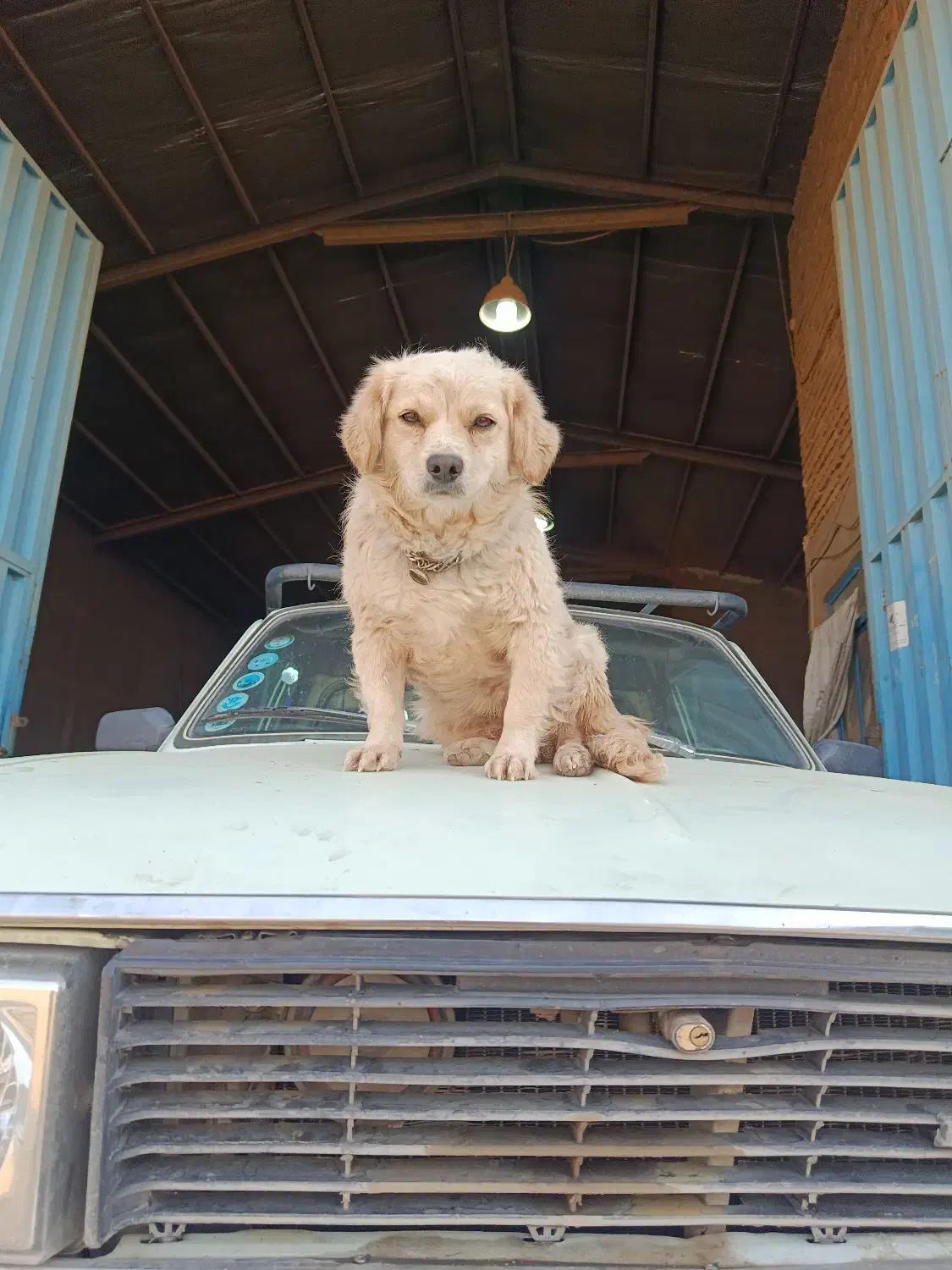 سلام  یه ماده شیتزو پامر حرف گوش کن بازی گوش|سگ|پاکدشت, پاکدشت (مامازند)|دیوار