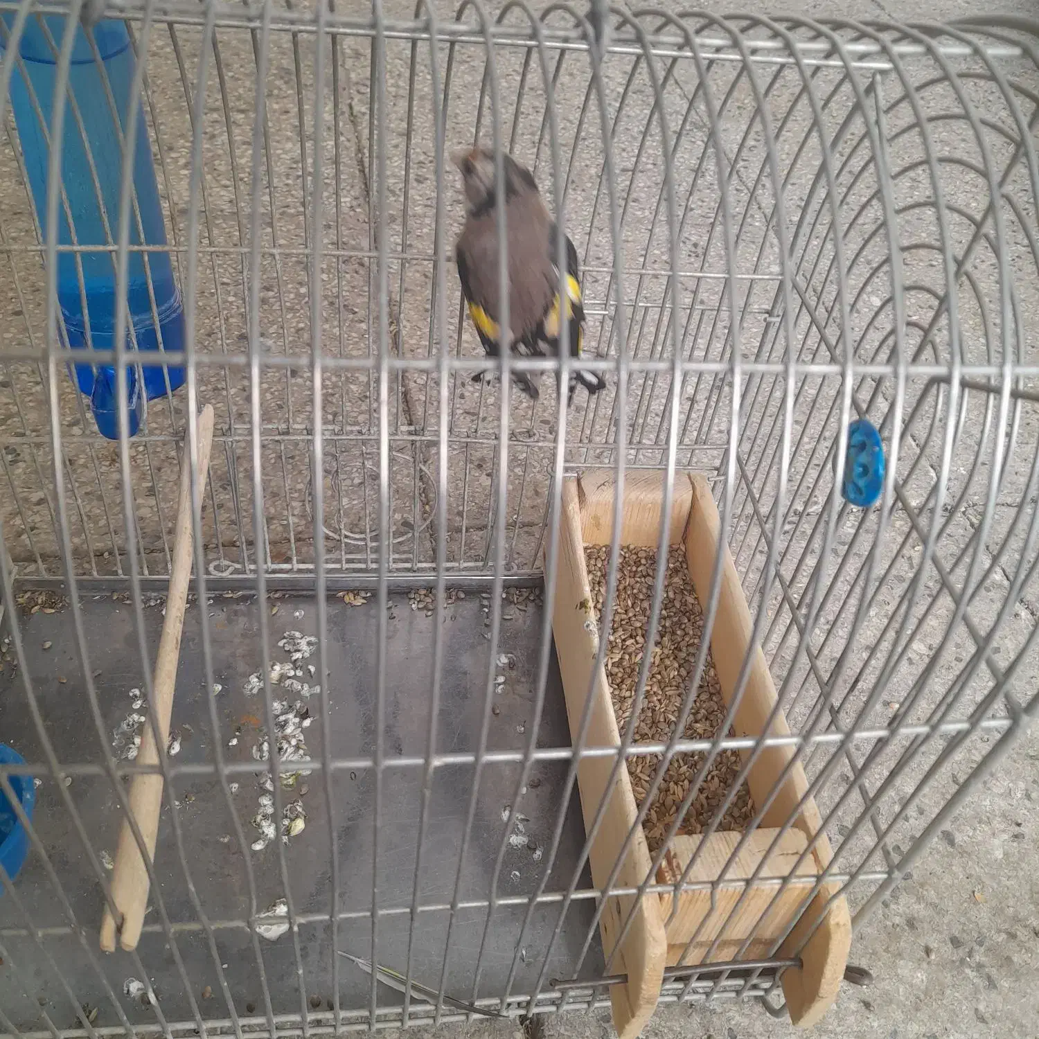 فروش سیره ماده|پرنده|بروجرد, |دیوار