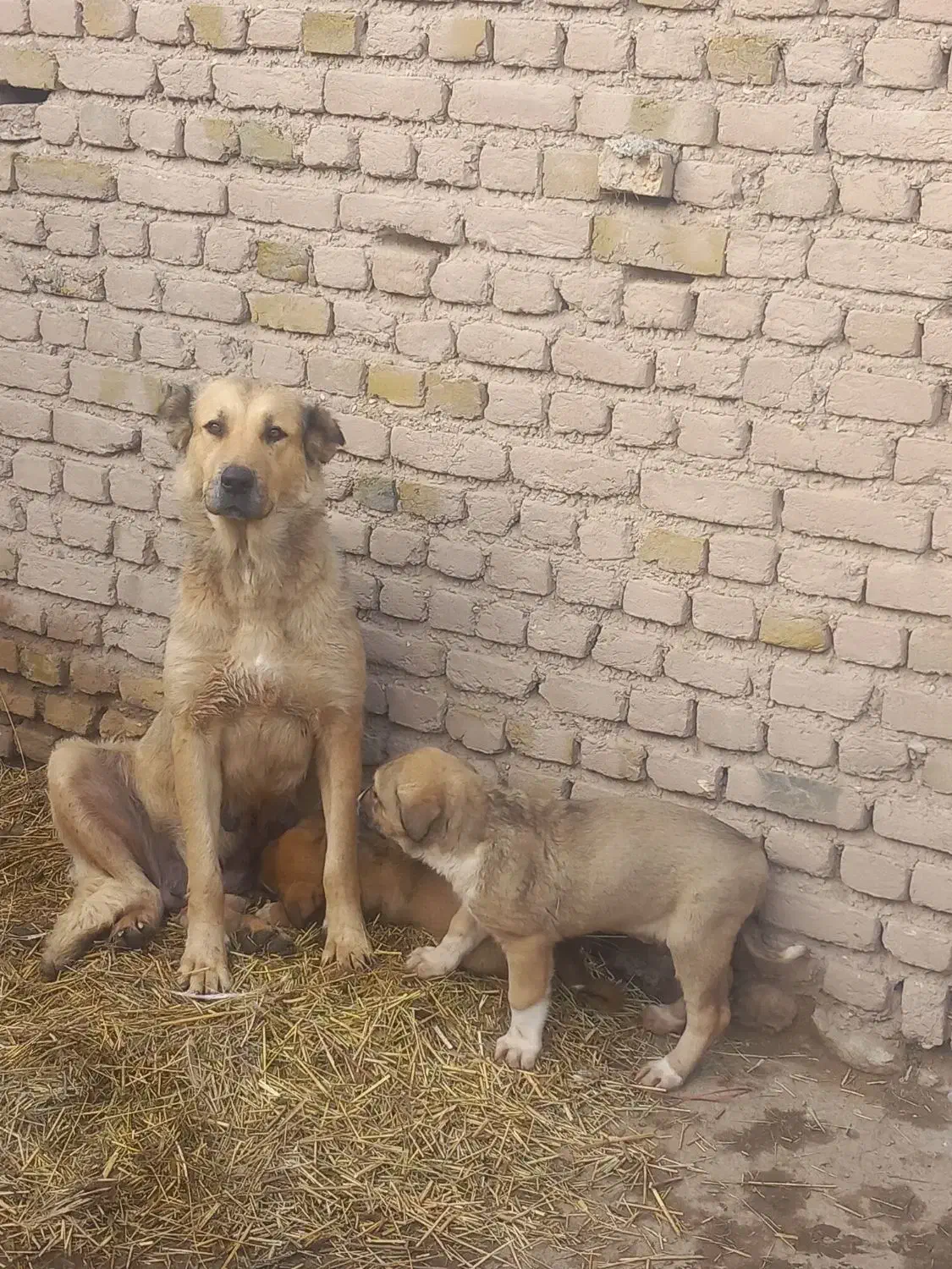 توله سگ ۳ عدد|سگ|صوفیان, |دیوار