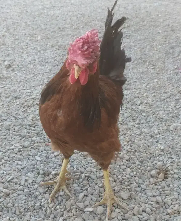 تعداد خروس معامله با گوسفند|حیوانات مزرعه|کرمان, |دیوار