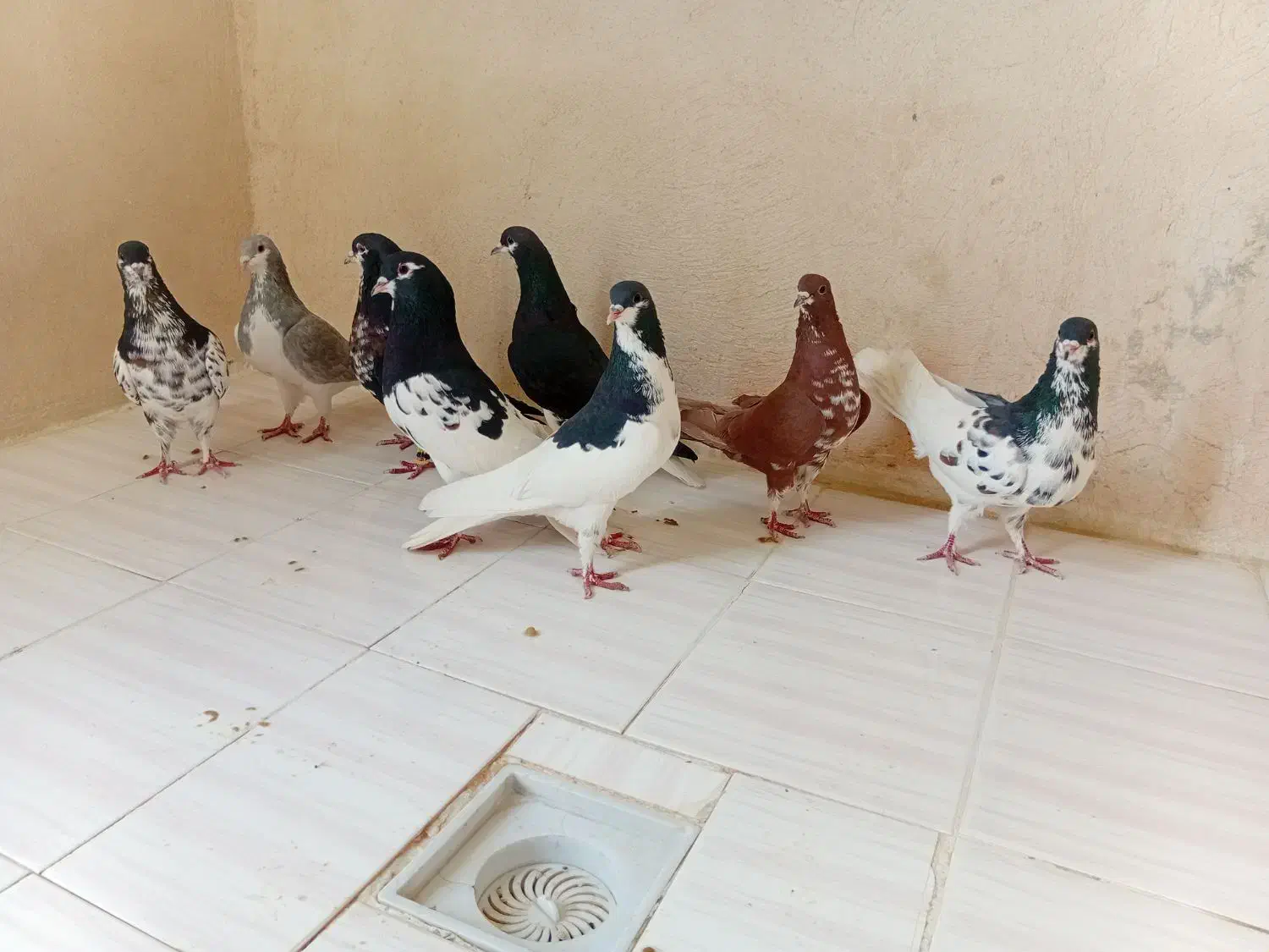 کبوتر شهری|پرنده|جره و بالاده, |دیوار