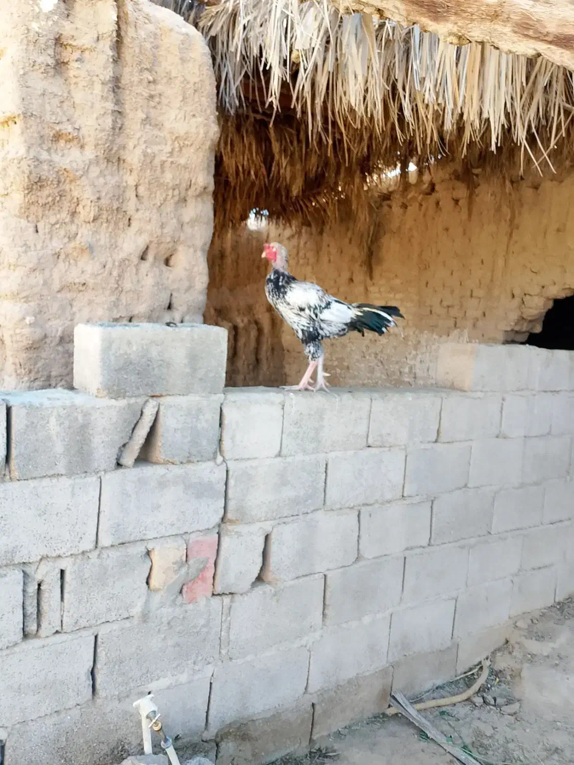 خروس لاری|حیوانات مزرعه|سراوان, |دیوار