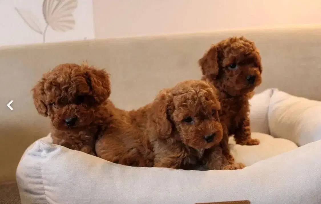 فرفری اصیل تضمینی رد|سگ|رشت, لاکانی|دیوار