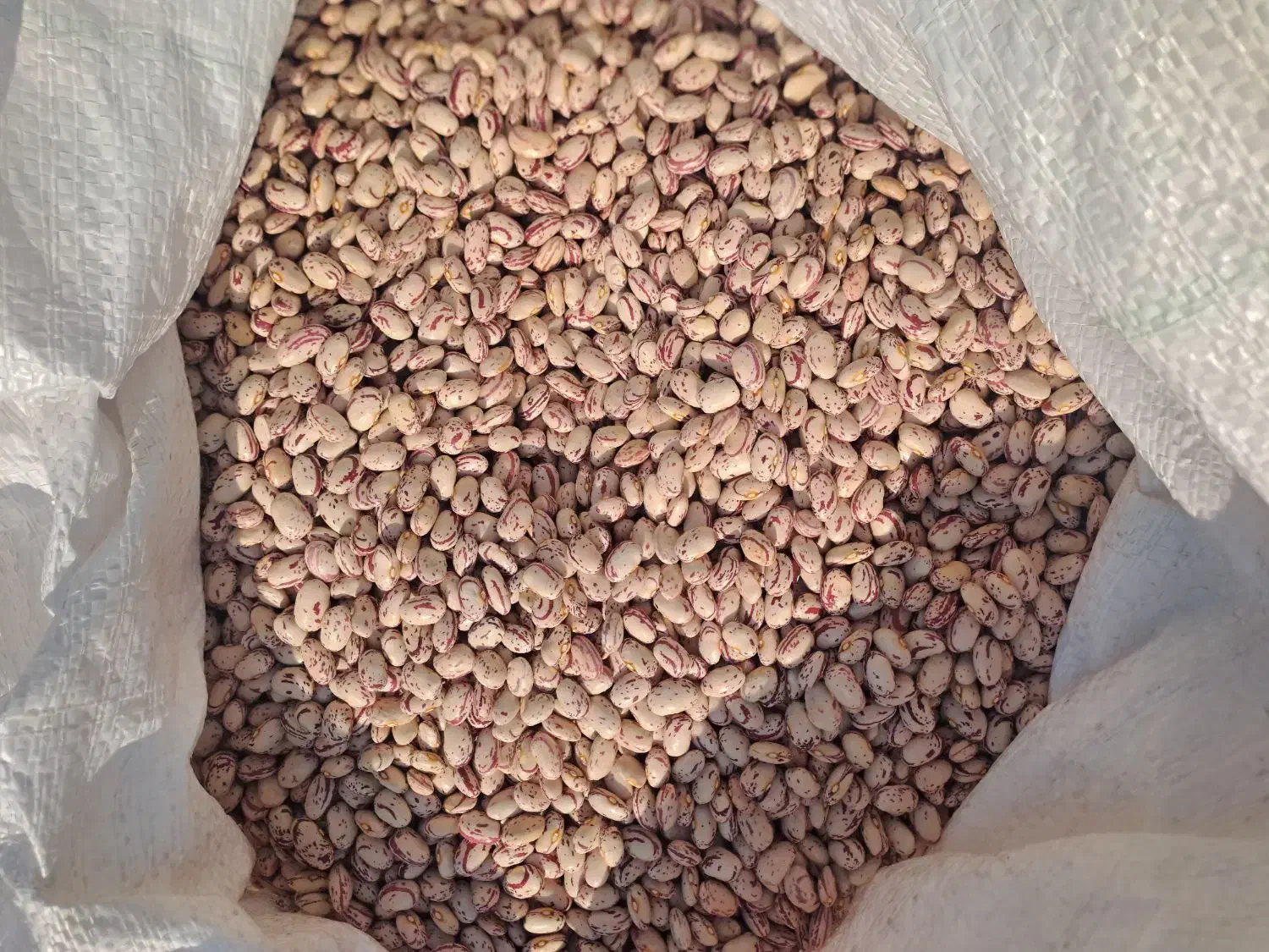 لوبیا چیتی مرگور|خوردنی و آشامیدنی|سیلوانه, |دیوار