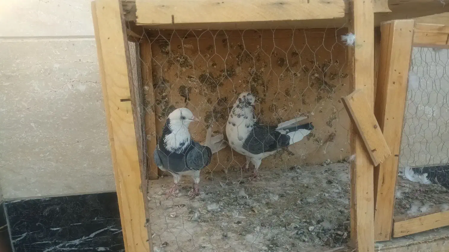 تعدای کفتر پرشی|پرنده|شریفآباد, |دیوار