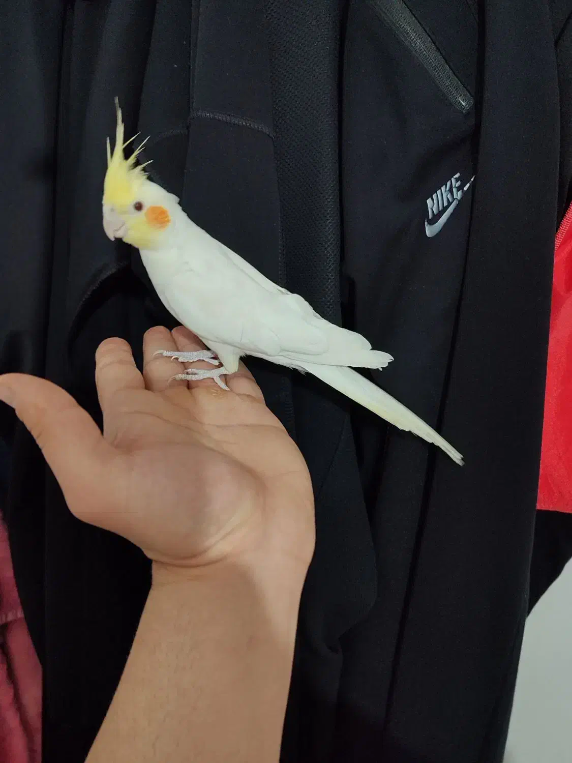 عروس هلندی نر دستی سخنگو معاوضه با قناری سرخ|پرنده|خرمآباد, |دیوار