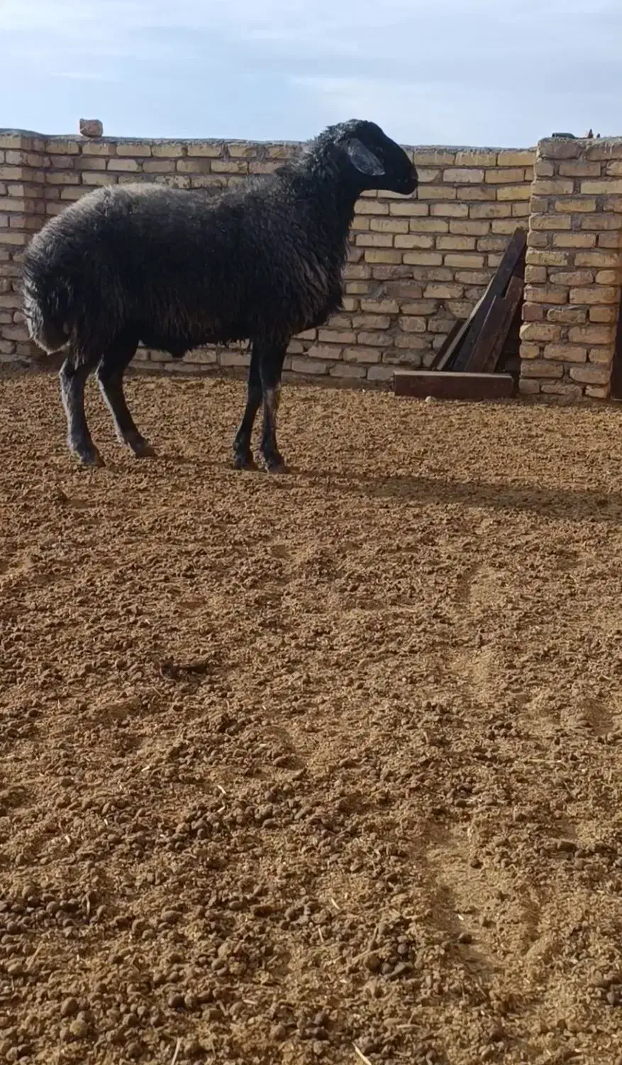 باسلام یه شیشک قوچ دلبر سبز کبود بره پارسال هستش|حیوانات مزرعه|اراک, |دیوار