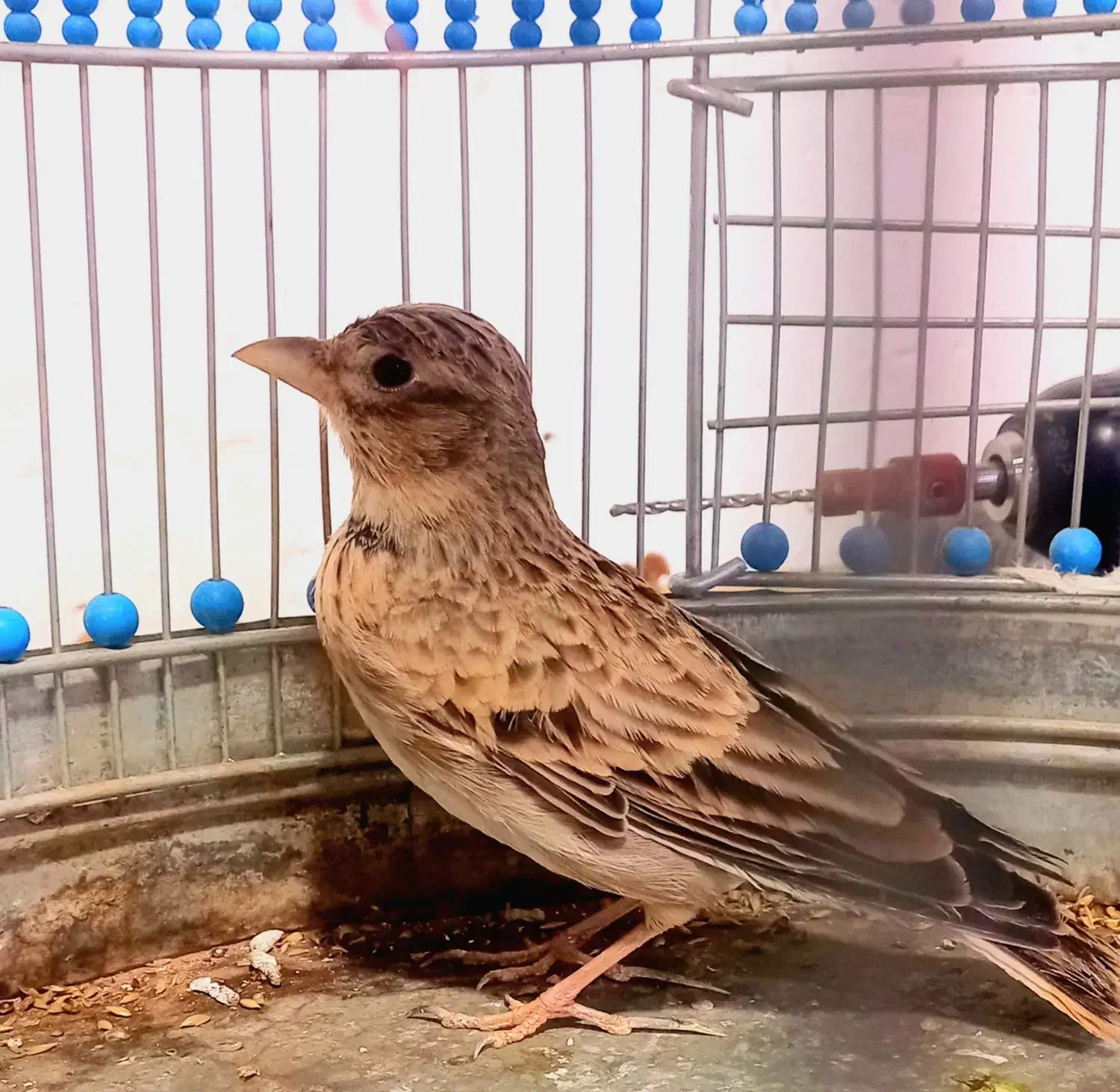 سهره خاکی|پرنده|کرمان, |دیوار