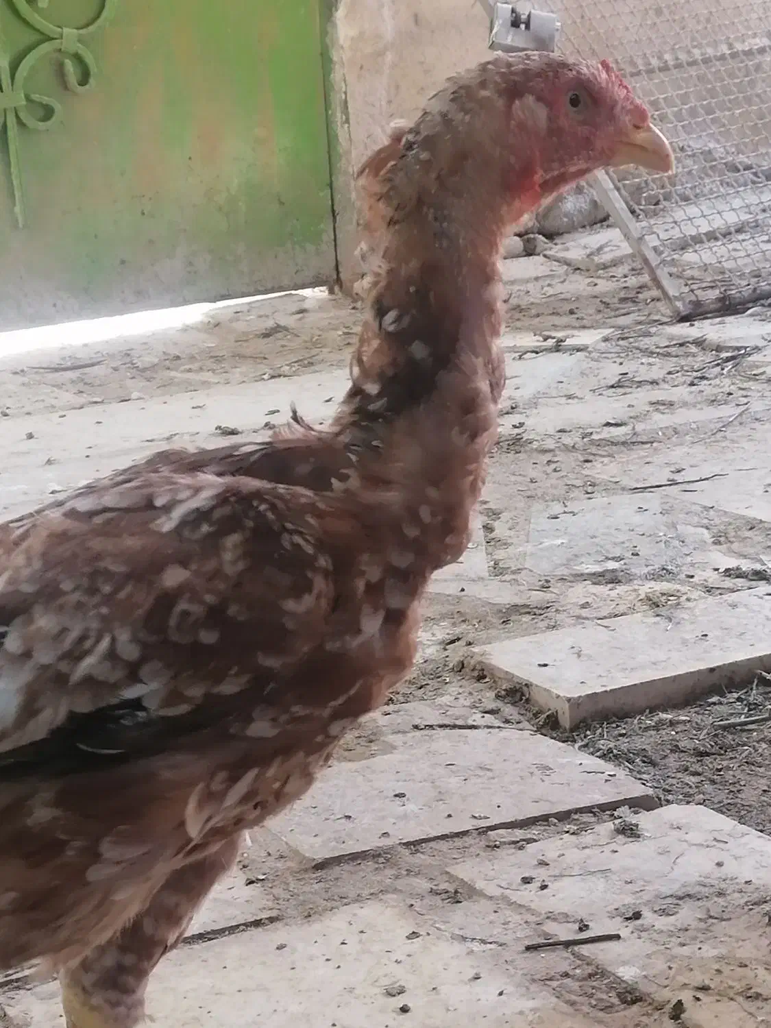 فروش مرغ و خروس لاری 700|حیوانات مزرعه|شیراز, نصر|دیوار