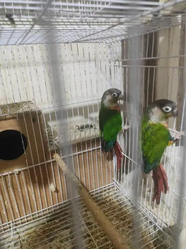 عروس هلندی گرینچک|پرنده|مشهد, پورسینا|دیوار