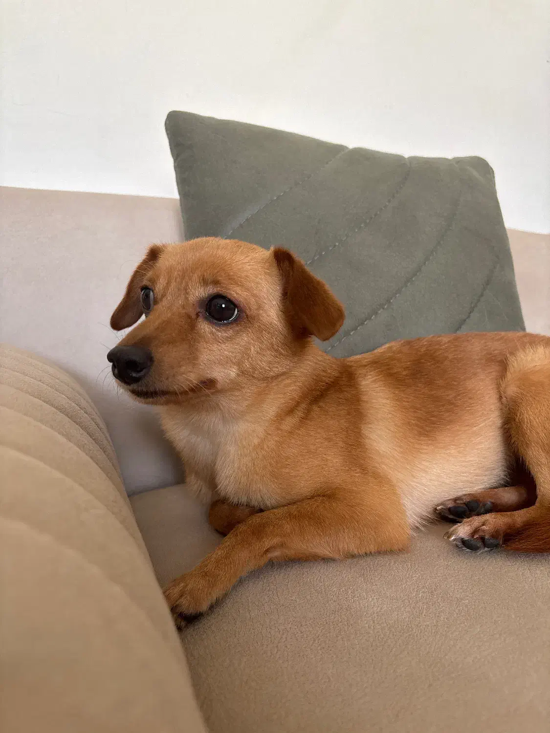 واگذاری سگ اشپیتز|سگ|کیش, |دیوار