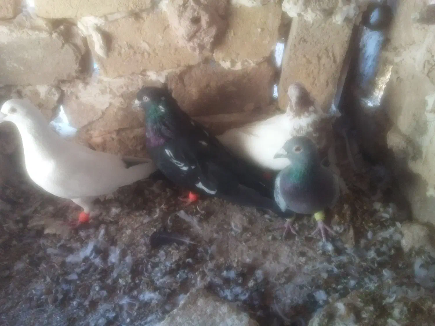 شش عدد کبوتر|پرنده|مشهد, چهاربرج|دیوار