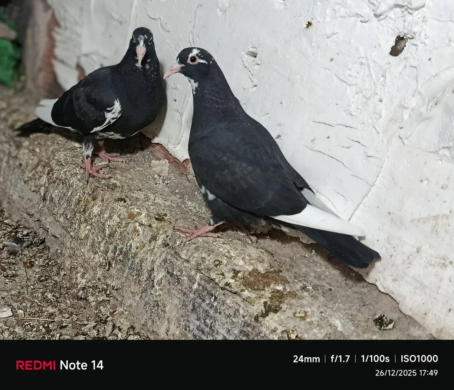 پلنگ|پرنده|زرند, |دیوار