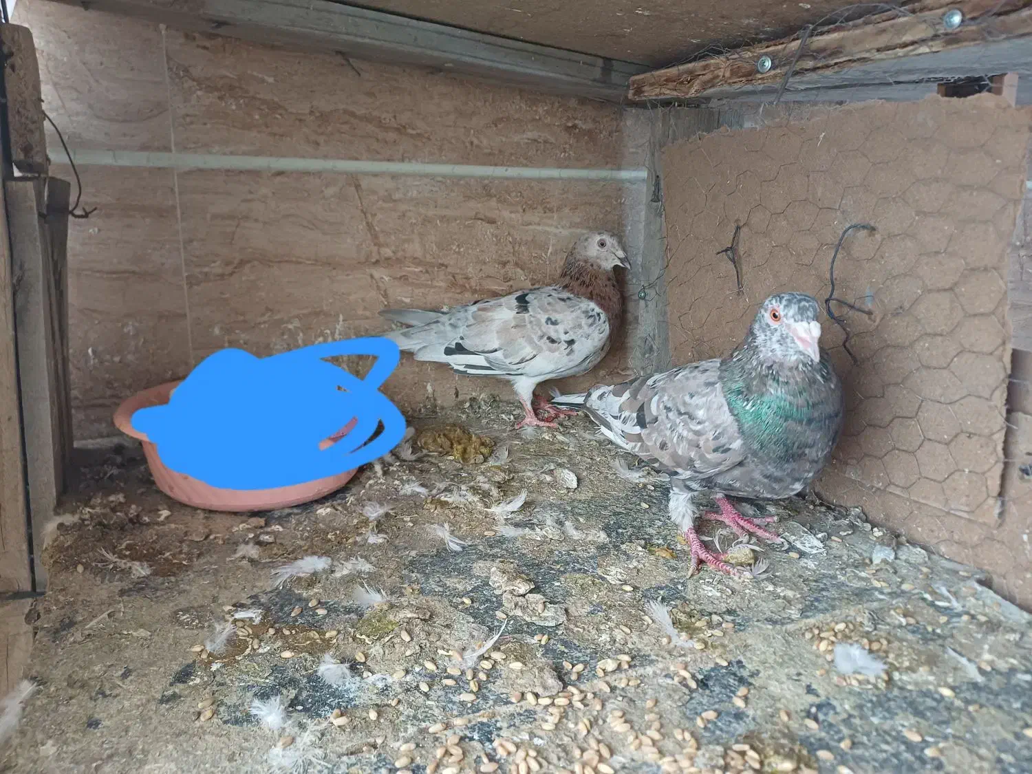 کبوتر|پرنده|محمدیه-قزوین, |دیوار