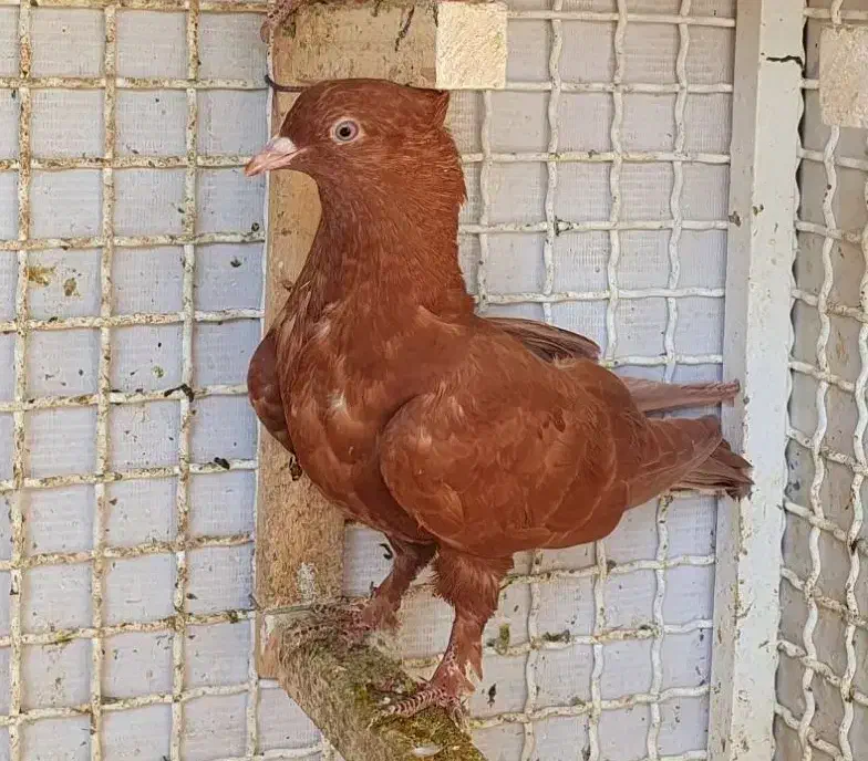 کبوتر|پرنده|شیراز, لاله|دیوار